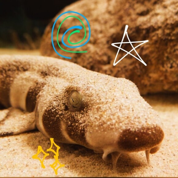 bamboo_sharky